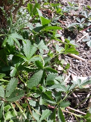 Potentilla reptans