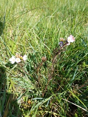 Cardamine pratensis