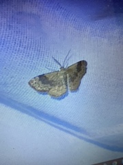 Leptostales ferruminaria