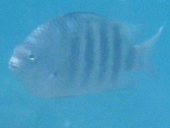Abudefduf septemfasciatus