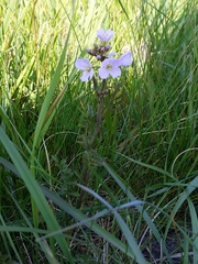 Cardamine pratensis