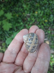 Cornu aspersum