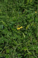 Aneilema aequinoctiale