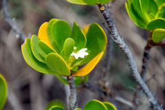 Scaevola plumieri image