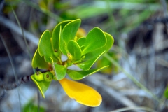 Scaevola plumieri image