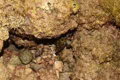 Pachygrapsus