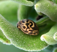 Afrocleta eckloni
