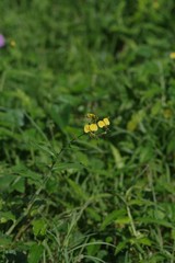 Aneilema aequinoctiale