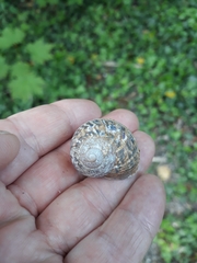 Cornu aspersum
