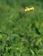 Aneilema aequinoctiale