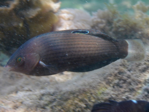 Halichoeres lamarii