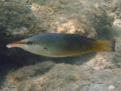 Gomphosus caeruleus