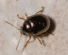 Spintherophyta globosa