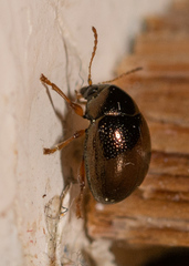 Spintherophyta globosa