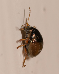Spintherophyta globosa