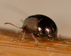 Spintherophyta globosa