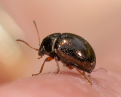 Spintherophyta globosa