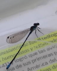 Argia