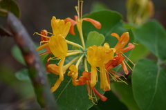 Lonicera flava