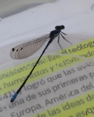 Argia