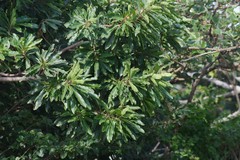 Protorhus longifolia