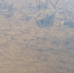 Cyprinodon macularius