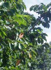 Bridelia micrantha