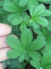 Potentilla reptans