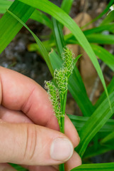 Carex scabrata