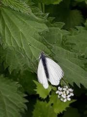 Pieris napi