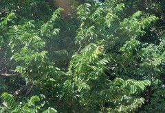 Bridelia micrantha