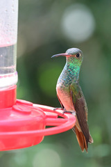 Amazilia yucatanensis