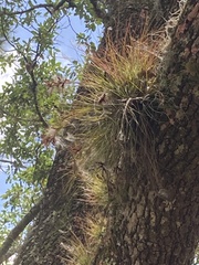 Tillandsia setacea