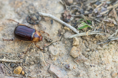 Rhizotrogus maculicollis