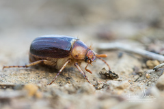 Rhizotrogus maculicollis
