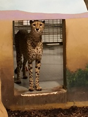 Acinonyx