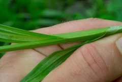 Carex scabrata