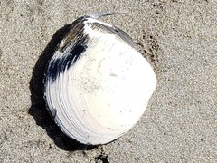 Rexithaerus secta