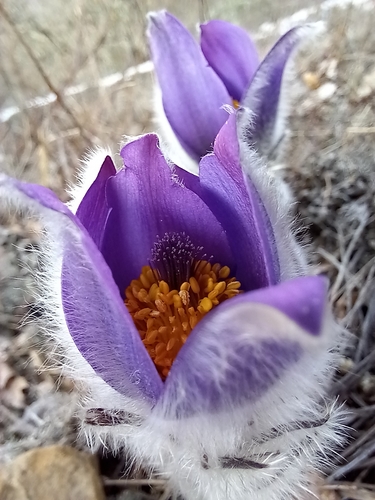 Image of Pulsatilla halleri by (c) Николай Крылов, some rights reserved (CC BY)
