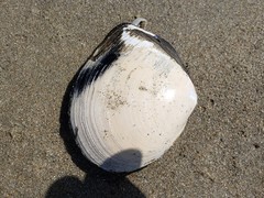Rexithaerus secta