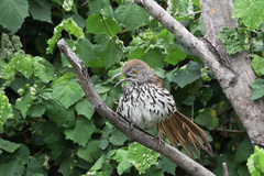 Toxostoma longirostre