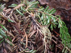 Herpotrichia juniperi