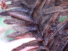 Herpotrichia juniperi