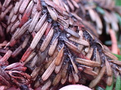 Herpotrichia juniperi