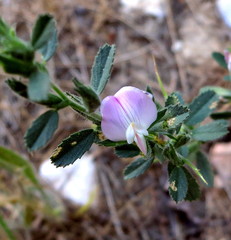 Ononis spinosa spinosa