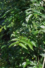 Sclerocroton integerrimus