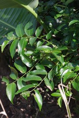 Sclerocroton integerrimus