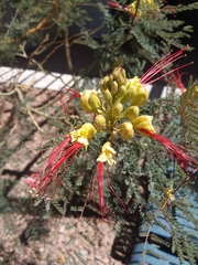 Erythrostemon gilliesii