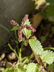 Urtica membranacea