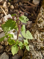 Urtica membranacea